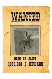 spider_wanted